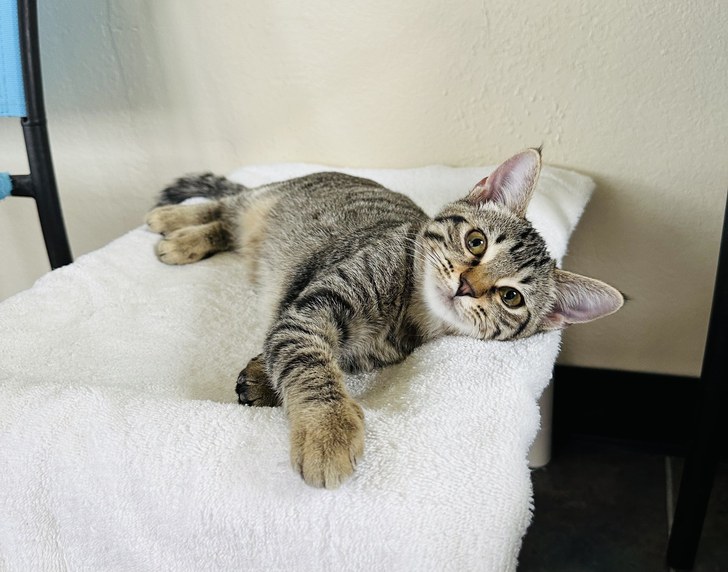 For the Love of Tabby Cats — Second Chance Humane Society (SCHS)